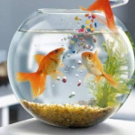 حوض سمك وسط